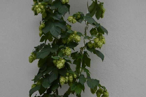 Hopfen "Fuggle" (Pflanze)